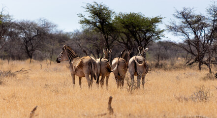 Fototapeta premium Herd of Zebra