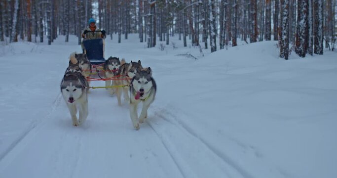 Portrait, husky dogs are running in harness and driving a musher. Dogs run fast run with their tongues out through the forest, dog racing. Beautiful winter landscape in the forest. 4k, ProRes