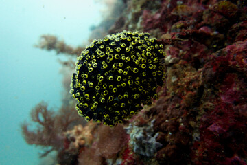 coral reef in the sea