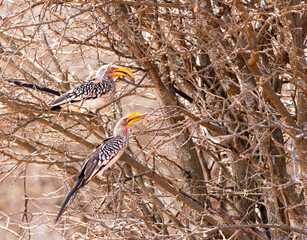 Yellow billed hornbill mating pair © Ruan