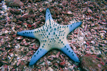 starfish on the sea