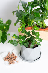 Buying new green plant hedera in pot. Waiting for spring transplant. Beautiful evergreen ivy. Unpretentious flower, home gardening. Create natural eco atmosphere interior at home, scandinavian style