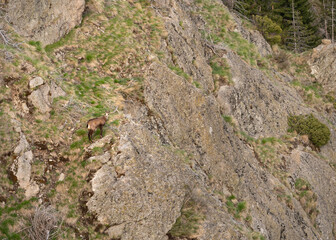 The chamois, Rupicapra rupicapra