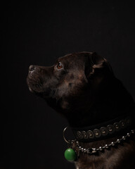 staffordshire bull terrier portrait on black background