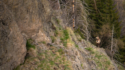 The chamois, Rupicapra rupicapra