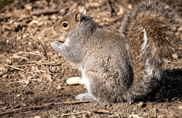 squirrel on the ground