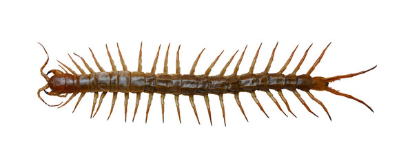 Scolopendra (Scolopendra gigantea)