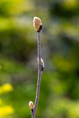 Macro of an alder bush bud starting to bloom. The grey stem is vertical and the bud is a light brown with soft fluff as it expands and opens. The background of green and yellow foliage is blurred. 