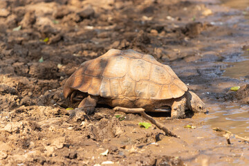 Tortoise drinking water