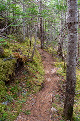 A hiking trail in the woods with mossy ground cover. The trees are tall and skinny with very few leaves. Most are coniferous trees with green pine needles. The path has stumps growing up on it.