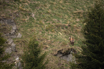 Camoise, Rupicapra rupicapra in the environment