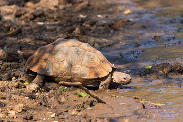Tortoise drinking water