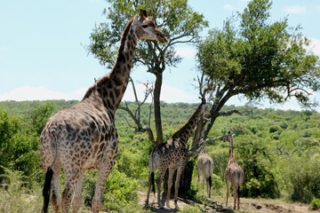 giraffe in the savannah