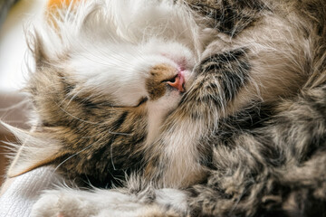 Sleeping peaceful fluffy domestic cat with a pink nose