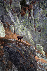 Camoise, Rupicapra rupicapra in the environment