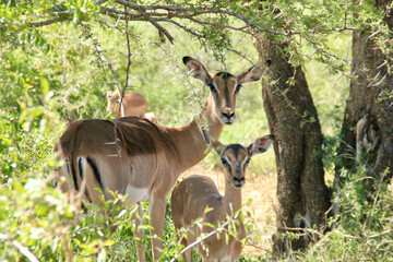 impala in the savannah