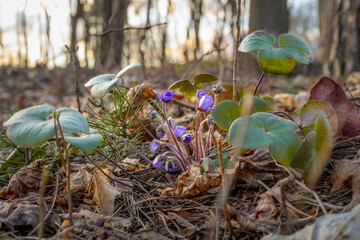 The first blooming violet violets, hepatica nobilis, among last year's leaves in the forest, in a natural setting, in the early spring at sunset. Close-up, selective focus, space for text