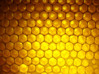 bee fresh honey in combs. background and texture. vitamin natural food. bee work product