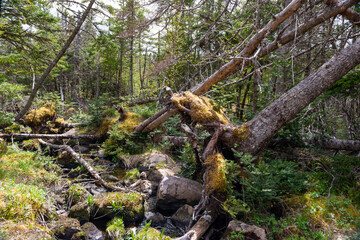 Large and tall evergreen trees in a forest tipped over with root damage from high winds. The ground is moss covered and the woods are thick with young growth. 