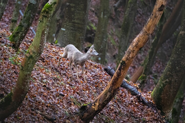 Capreolus capreolus in the forest