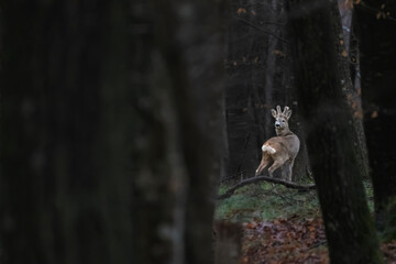 Capreolus capreolus in the forest