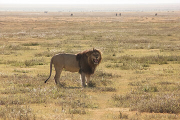 lion in the savannah