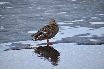 Female mallard duck on thawing lake