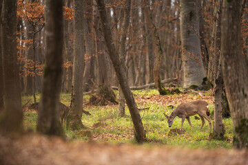 Roe deer in the environment