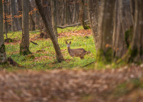 Roe deer in the environment