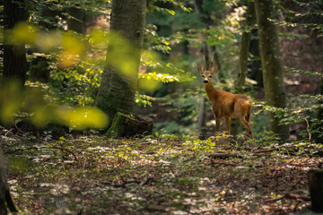 Obraz premium Roe deer in the environment