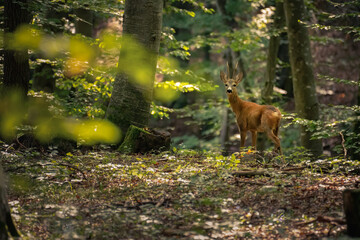 The deer, Capreolus capreolus