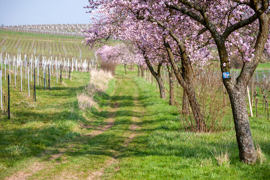 Mandelbaeume Bilder – Durchsuchen 95 Archivfotos, Vektorgrafiken und Videos | Adobe Stock