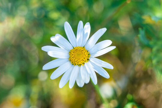 Spring time concept. Beautiful welcome painted daisy or pyrethrum flowers blooming background poster in high resolution