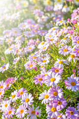 Spring time concept. Beautiful welcome painted daisy or pyrethrum flowers blooming background poster in high resolution
