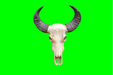 Cow skull isolated on green background