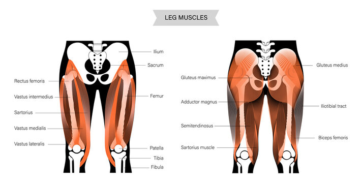 Muscular system legs