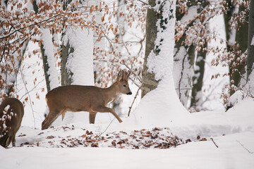 A deer , Capreolus capreolus in a forest in winter © andrei