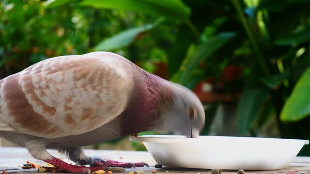 Pigeon eating grain , close up
