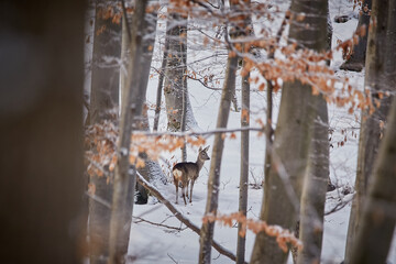 A deer, Capreolus capreolus in a forest covered in snow