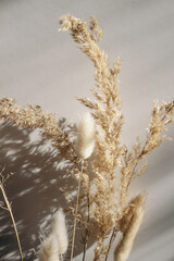 Close-up of beautiful dry grass bouquet. Bunny tail, Lagurus ovatus and festuca plant in sunlight. Harsh long shadows. Beige wall background. Floral home decoration. Natural detail, vertical.