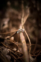 The couple of wedding ring on a rustic ranch