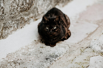 cat