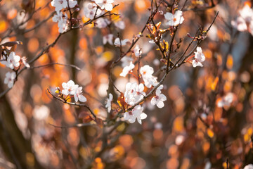 Autumn white flowers on a tree, brown leafs out of focus in the background. Spring time theme. Selective focus