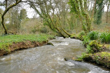 waterstream in a forest of Brittany