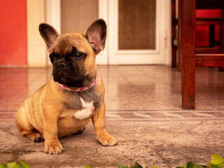 Fototapeta premium An adorable French Bulldog dog.