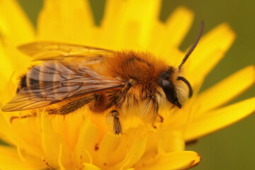 Closeup of a male of the pantaloon bee or hairy-legged mining bee, Dasypoda hirtipes on a yellow Oxytongue , Picris ,  flower