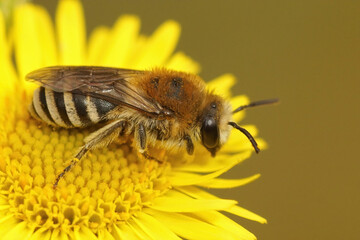 Closeup of a Bare-saddled Colletes similis on the yellow flower of common or meadow false fleabane,  Pulicaria dysenterica