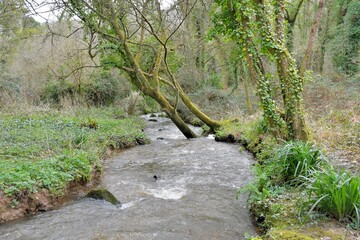 Little water stream in a forest 