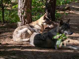 Wölfe ruhend