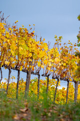 Naklejka premium Colorful autumn landscape of oldest wine region in world Douro valley in Portugal, different varietes of grape vines growing on terraced vineyards, production of red, white and port wine.